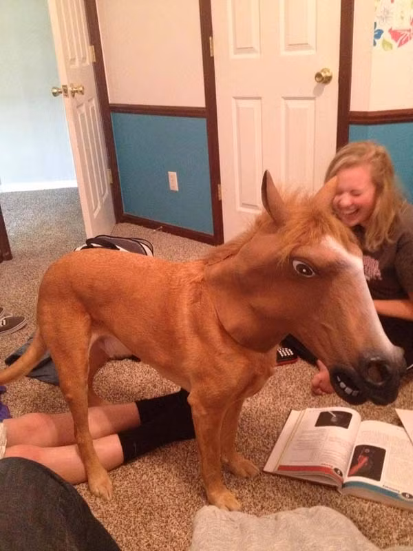 Tôi không muốn làm chó! Tôi muốn trở thành ngựa cơ!