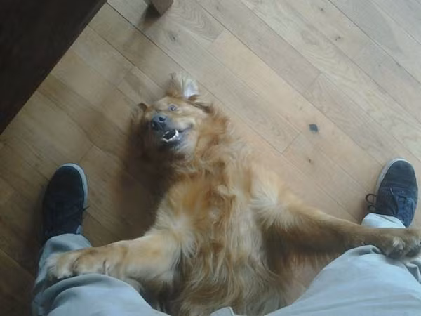 Khi thú cưng nhà bạn quên mất cách chào đón chủ nhà!