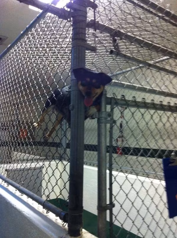 Anh ấy đã quên mất anh ấy không phải là một con mèo!