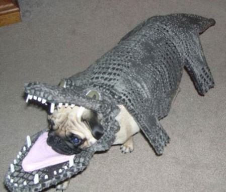 Cá sấu nuốt em rồi?