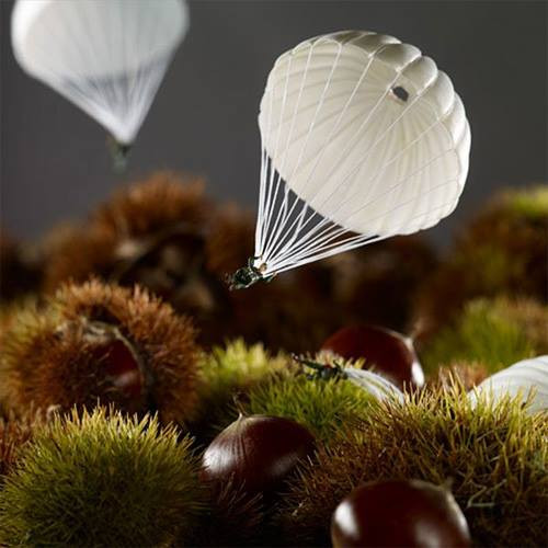 Nhảy dù trúng vườn hạt dẻ rồi! Hên quá!