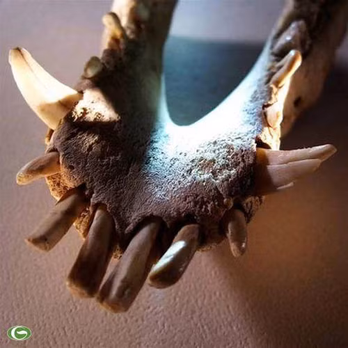  Treo hàm răng lợn. Người dân Hy Lạp tin rằng dưới lòng đất có ác quỷ Kallikantzaroi sinh sống. Vì vậy, cứ đến Giáng sinh, các gia đình treo hàm răng lợn trong ống khói để ngăn ác quỷ vào nhà.