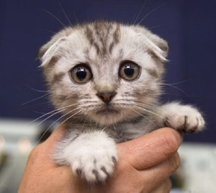 Ngạc nhiên chưa?