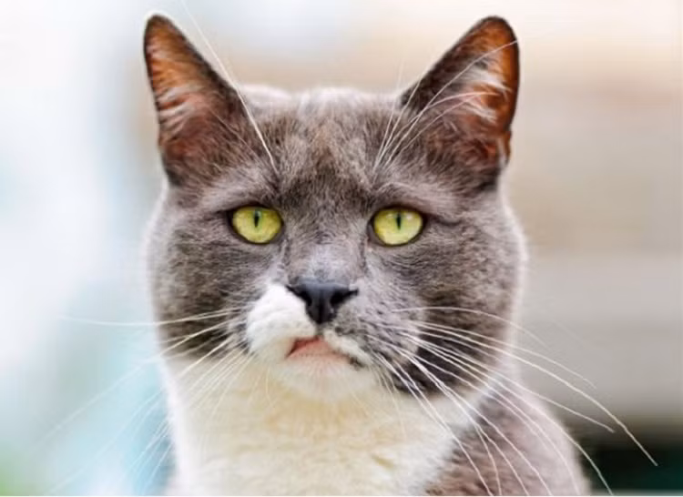 Thật là vớ vẩn!