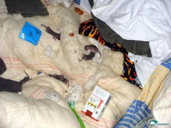 Chuột đã sinh sôi nảy nở trong đống chăn cùng vô số những vật dụng bẩn thỉu khác ngay trong phòng ký túc xá. Ảnh: Mop.