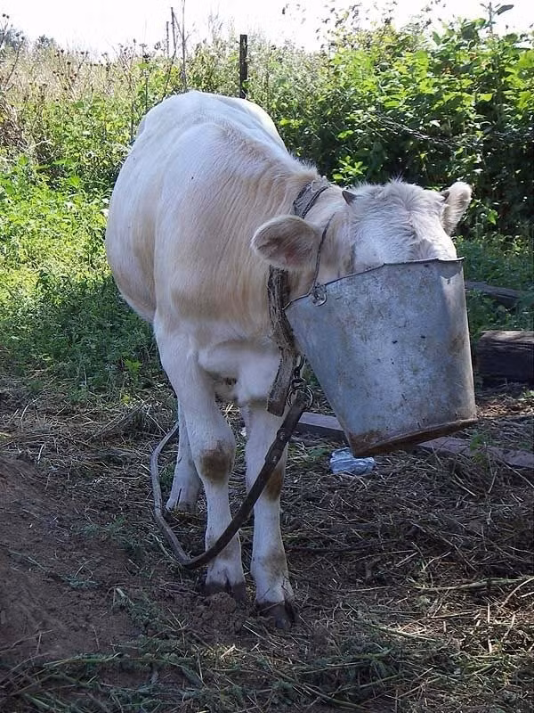 Ăn làm sao nhỉ? Sao khó vậy?
