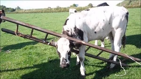 Trèo thang thật khó, phải đâu chuyện đùa!