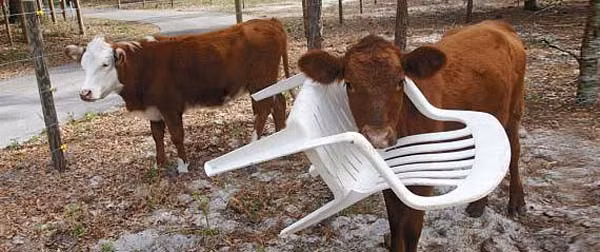 Cái này dùng để làm gì vậy?