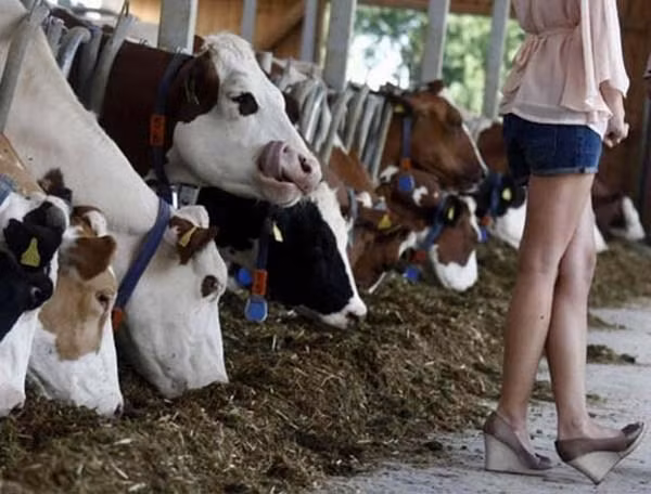 Ngắm quên cả ăn cỏ! Mình phải là dê mới đúng!