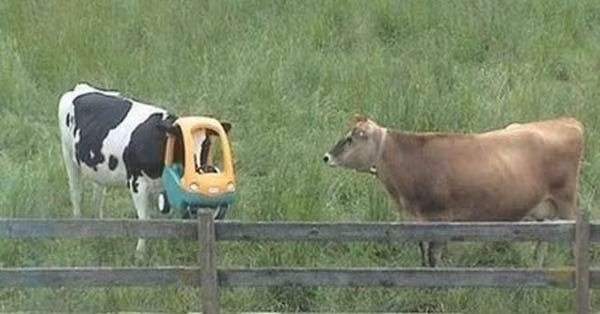 Cô bò sữa này đã quên mất cách lái xe rồi.