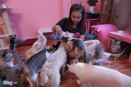 Những chú mèo bên cạnh cô chủ nhỏ trong quán cafe mèo. Ảnh: Như Quỳnh.