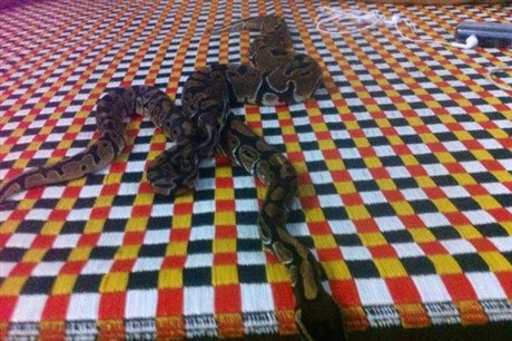 Cận cảnh hai người bạn đáng yêu của Trà My. Ảnh: NVCC.