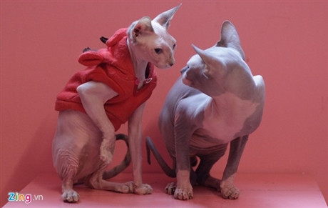 Hai chú mèo không lông của Hiền Anh. Ảnh: Như Quỳnh.