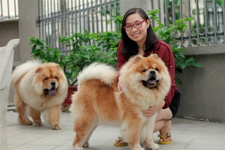 Cô chủ Khánh Vi bên hai chú cho Chow Chow. Ảnh Như Quỳnh.