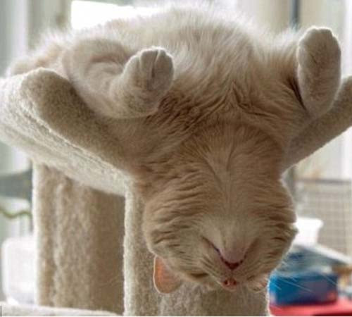 Dốc ngược đầu.