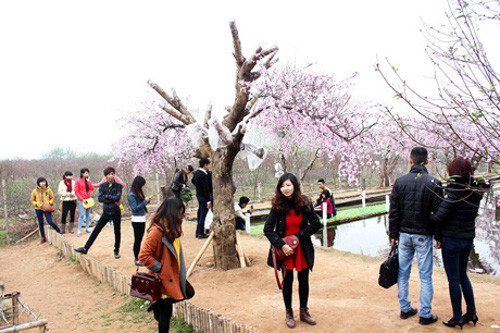 Hoa đào. Mỗi độ xuân sang, vườn đào Nhật Tân, Hà Nội lại tràn ngập sắc hồng, đỏ. Giới trẻ Hà thành nô nức đến đây để ghi lại những khoảnh khắc ấn tượng đầu xuân.