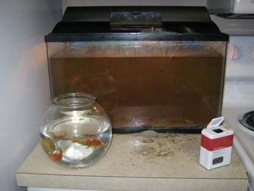 Khi bé cho cá ăn.