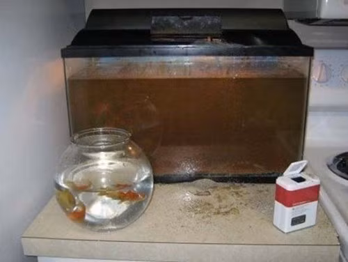 Khi bé cho cá ăn.