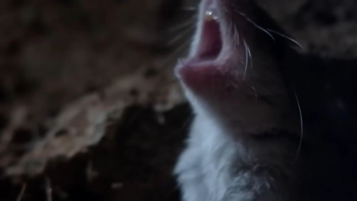 Tiếng hú phát ra ngay trước khi giết mồi giúp chuột châu chấu đánh dấu lãnh thổ