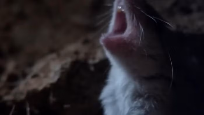 Tiếng hú phát ra ngay trước khi giết mồi giúp chuột châu chấu đánh dấu lãnh thổ