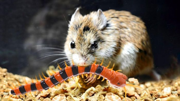 Nếu chẳng may bị trúng bọ cạp chích, loài chuột này sẽ giảm tác động của nọc độc thông qua tạm dừng kênh hóa học truyền dẫn tín hiệu đau tới não