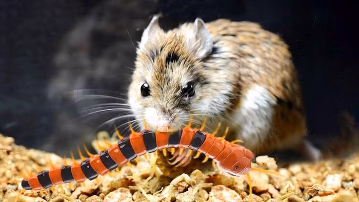 Nếu chẳng may bị trúng bọ cạp chích, loài chuột này sẽ giảm tác động của nọc độc thông qua tạm dừng kênh hóa học truyền dẫn tín hiệu đau tới não