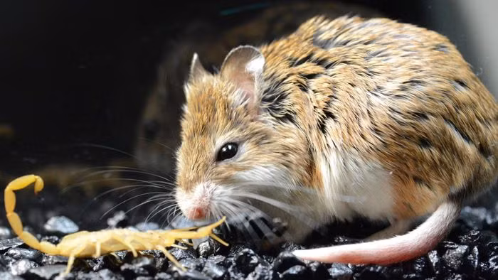  Chuột châu chấu phương Nam là loài chuyên ăn bọ cạp, côn trùng, các loài chuột khác và một số thực vật