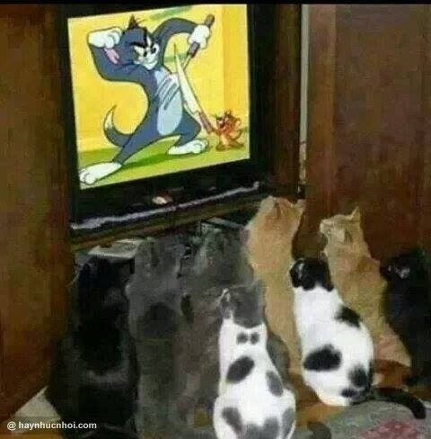 Thú cưng cũng xem kênh dành riêng cho mình.