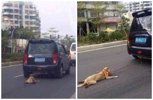 Bức ảnh chú chó bị chủ ngược đãi gây phẫn nộ.