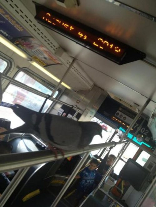 Chim đậu trên xe buýt để không phải bay.