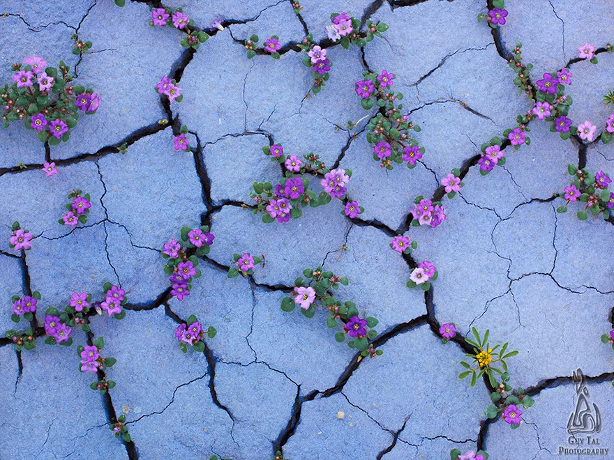 Vào mùa xuân, khi các hạt mầm nhận được một lượng nước mưa, các cơ quan, bộ máy trong hạt mầm sẽ hành động, làm tất cả những gì nó có thể để bảo tồn nước càng nhiều càng tốt và chờ đợi đúng thời điểm để bung nở khoe sắc, khoe hương, đồng thời sinh sản nhanh chóng để lưu lại những hạt giống cho năm sau.