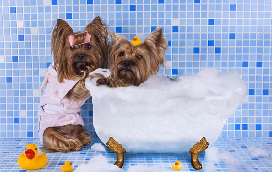 Các "cô nàng" điệu đà tranh nhau bồn tắm.