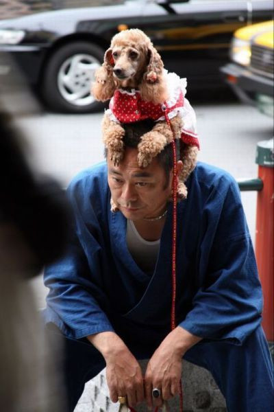 Dành cho các tín đồ yêu cún