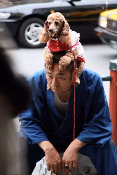 Dành cho các tín đồ yêu cún