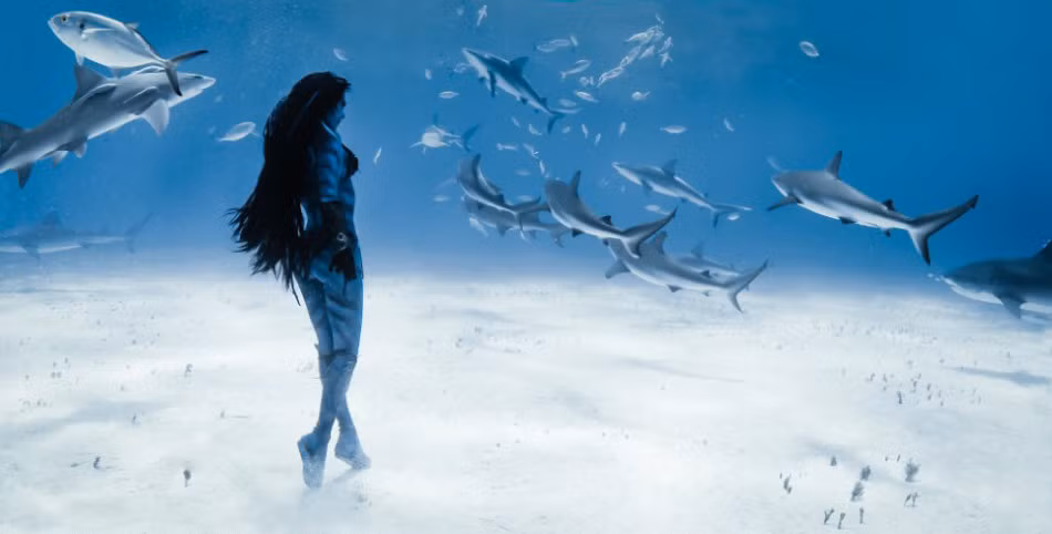 Hannah dạo chơi dưới đáy biển xem đàn cá mập hổ dượt theo một đàn cá con và chúng bơ cô ấy đi như không hề nhìn thấy.