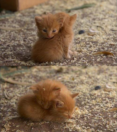 Mùa đông không lạnh.