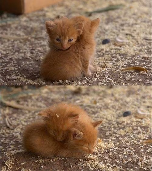 Mùa đông không lạnh.