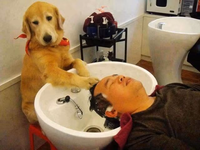 Khi cô chủ đi vắng, em làm thay công việc của cô.