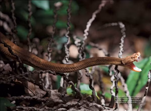 Đã có vô số câu chuyện chết chóc được người dân địa phương rỉ tai nhau về những trường hợp tử vong của các nạn nhân xấu số đặt chân lên hòn đảo... Một số nhà khoa học được cấp giấy phép đến đảo để tiến hành nghiên cứu cho biết, nọc độc của loài rắn hổ lục vàng tuy kịch độc, nhưng lại là một dược liệu quý, nếu qua điều chế có thể trở thành thuốc chữa các bệnh tim mạch, máu khó đông và ung thư.