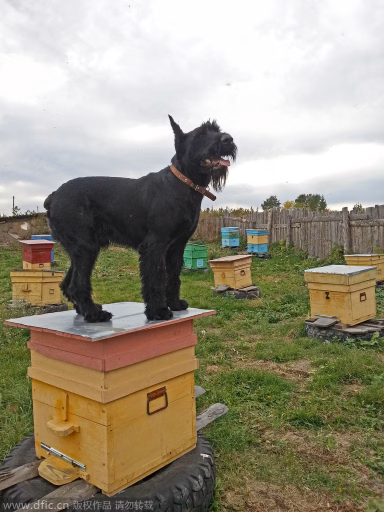 Lemon được ông Alexander Matitsyn, chủ trang trại huấn luyện thành một trợ thủ đắc lực trong việc đồng áng. Được biết, trước khi nghỉ hưu, ông từng là huấn luyện viên dạy chó trong quân đội Nga nên việc huấn luyện Lemon cũng khá dễ dàng, cộng thêm tư chất thông minh, nhanh nhẹn của chú chó cưng, Lemon hầu như có thể làm việc như một lao động thực thụ.