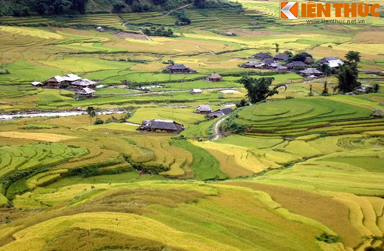 Tận mắt chứng kiến bức tranh đầy mê hoặc này khiến bất kỳ ai trong lòng cũng nhớ đến câu hát quen thuộc: "Em đi giữa biển vàng/ Nghe mênh mang trên đồng lúa hát/ Hương lúa chín thoang thoảng bay..."