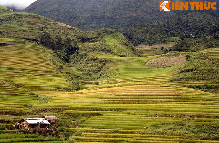 Từ đầu tháng 9 đến đầu tháng 10 trên khắp những cánh đồng ruộng bậc thang ở vùng núi phía Bắc Việt Nam đều ngả sang màu vàng óng báo hiệu một "mùa hạnh phúc" nữa lại về.