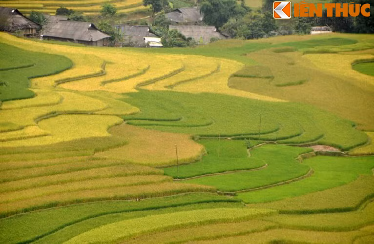 Mùa nước đổ ruộng bậc thang cũng khá đẹp, nhưng khi "mùa vàng" về là lúc ruộng bậc thang đẹp lung linh và quyến rũ hơn cả. Lúc thì như những dải lụa mềm mại, lúc thì như sóng biển vàng óng.