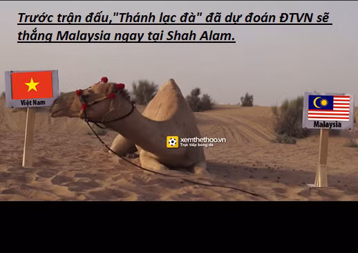 Trước trận đấu, rất nhiều người tin vào việc đội tuyển Việt Nam sẽ làm nên điều kì diệu ngay trên sân của Malaysia và cư dân mạng đã tiếp thêm sự tự tin cho ĐTVN bằng ảnh chế "sự lựa chọn của thánh lạc đà".