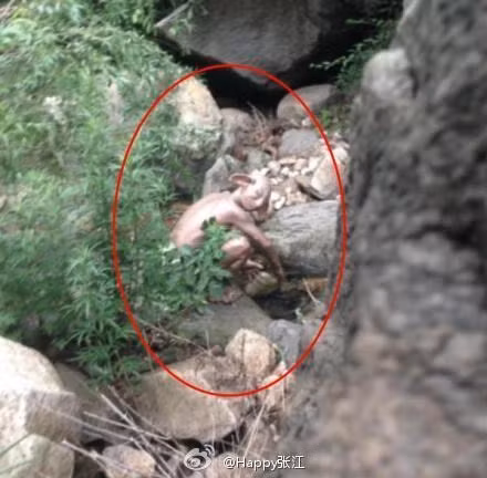 Su that ve quai vat Gollum xuat hien tai Bac Kinh