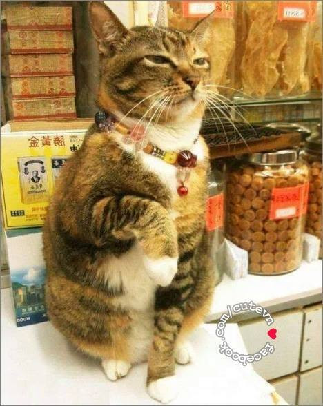 Em là chú mèo bán hàng huyền thoại đây, lại mua hàng giúp em nào?