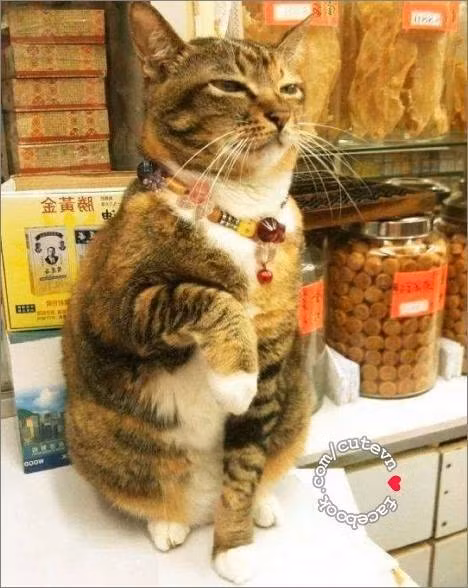 Em là chú mèo bán hàng huyền thoại đây, lại mua hàng giúp em nào?