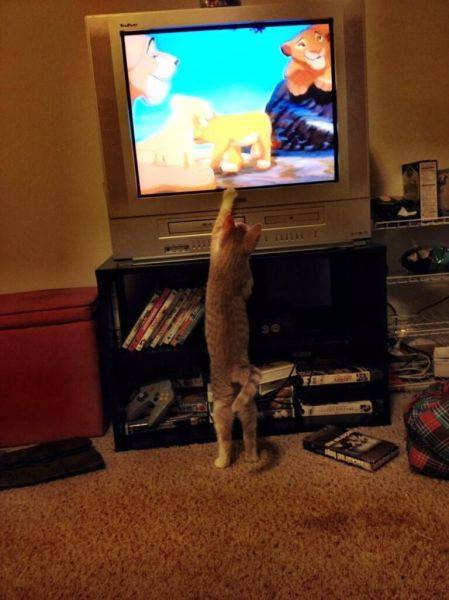 Em muốn làm sư tử.