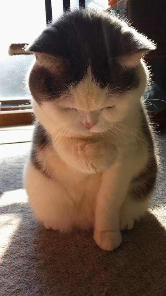 Tạm biệt cậu chủ, em đi với nửa kia của em đây.