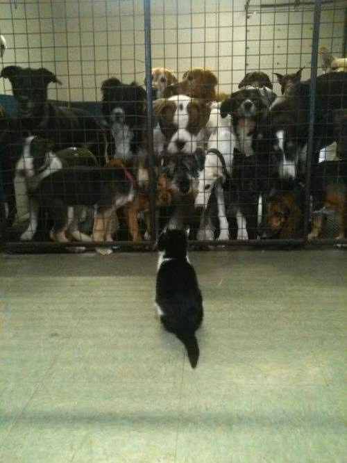 Các chú giỏi thì vào đi!